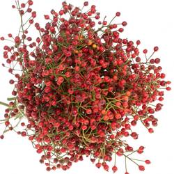 Hagebutte rot Autumn Flush 35cm