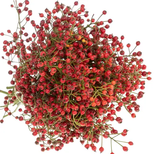 Hagebutte rot Autumn Flush 35cm