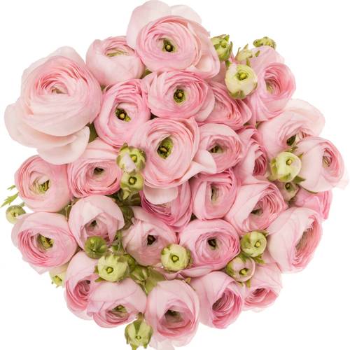 Ranunkel hell rosa Cloni Confetto Light Pink 40cm x 30