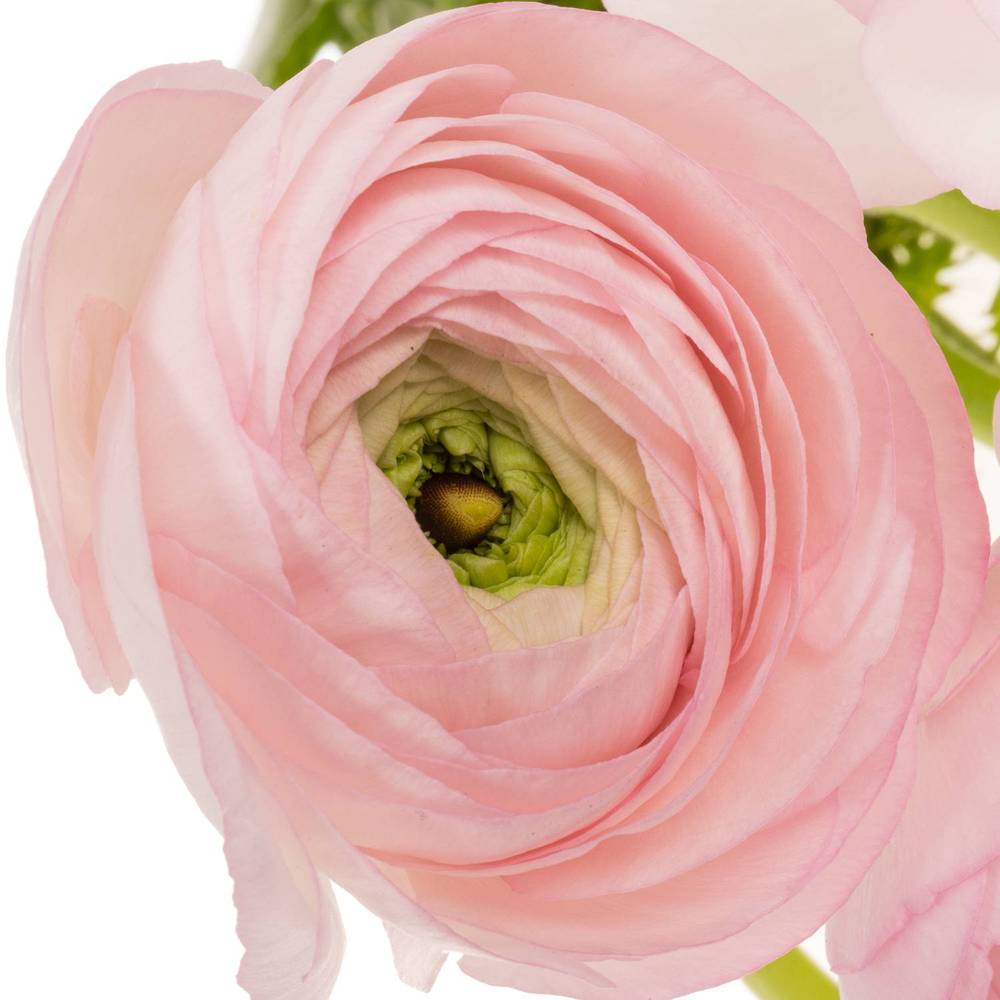 Ranunkel hell rosa Cloni Confetto Light Pink 40cm x 30