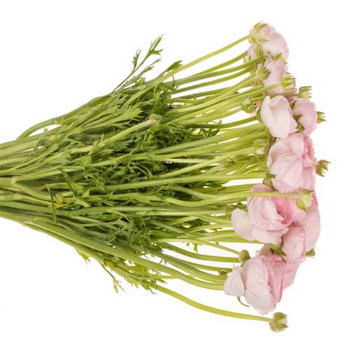 Ranunkel hell rosa Cloni Confetto Light Pink 40cm x 30