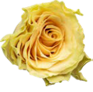 Rose hell gelb Sandstorm 40cm