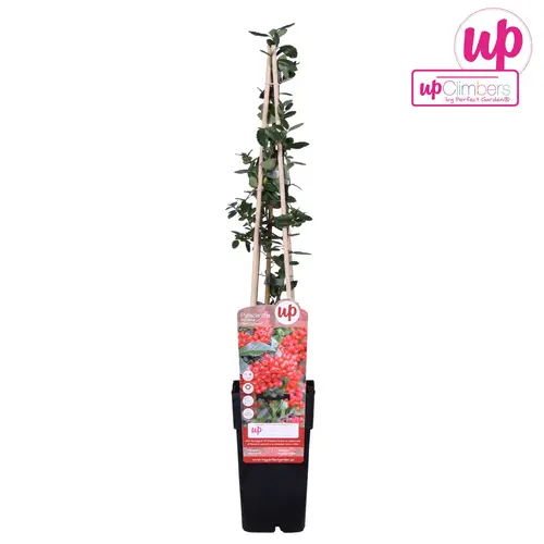 Pyracantha rot T15 H065
