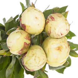 Pfingstrose weiss Marshmellow 60cm