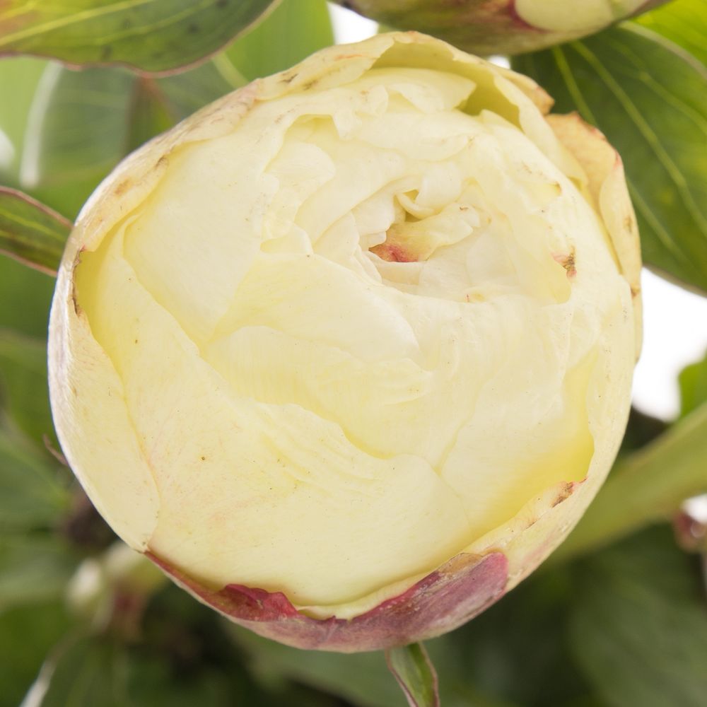 Pfingstrose weiss Marshmellow 60cm