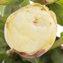 Pfingstrose weiss Marshmellow 60cm