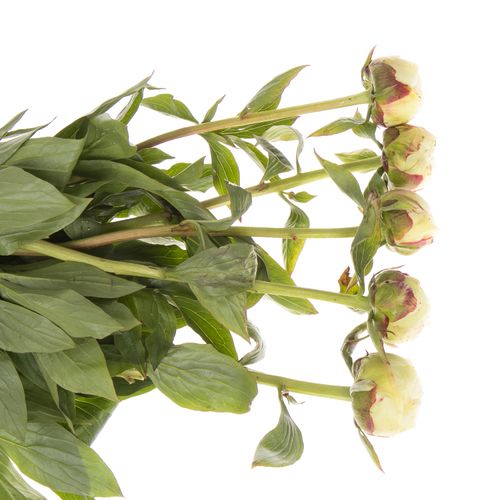 Pfingstrose weiss Marshmellow 60cm