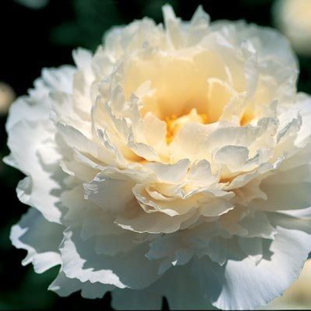 Pfingstrose weiss Marshmellow 60cm