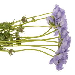 Scabiosa milka midsummer sky 65cm
