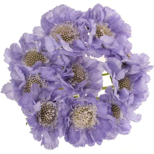 Scabiosa milka midsummer sky 65cm