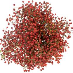 Hagebutte rot Splash  Ohne Dorn 50cm