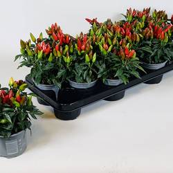 Capsicum rot T10,5 H015