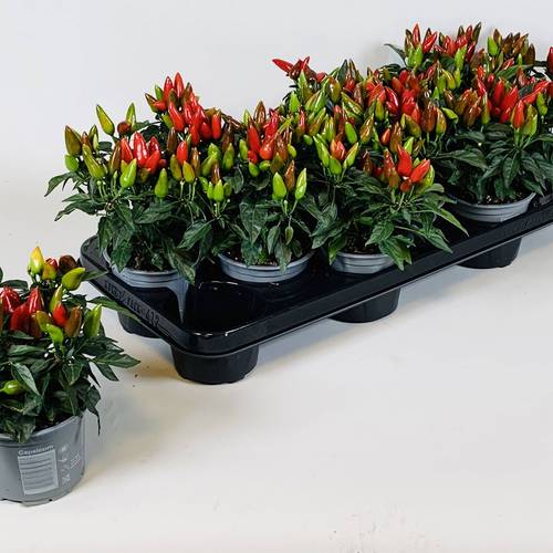 Capsicum rot T10,5 H015