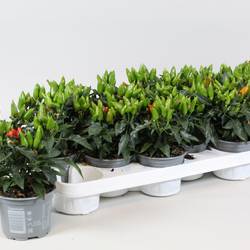 Capsicum rot T10,5 H015