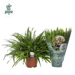 Nephrolepsis Green Lady T19 H060