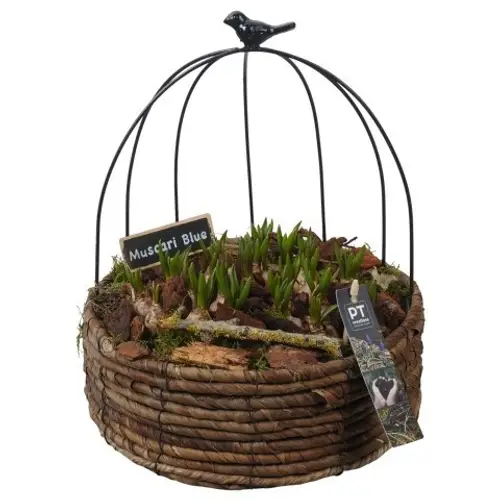 Muscari.Arr PTMB6242 T20 H032