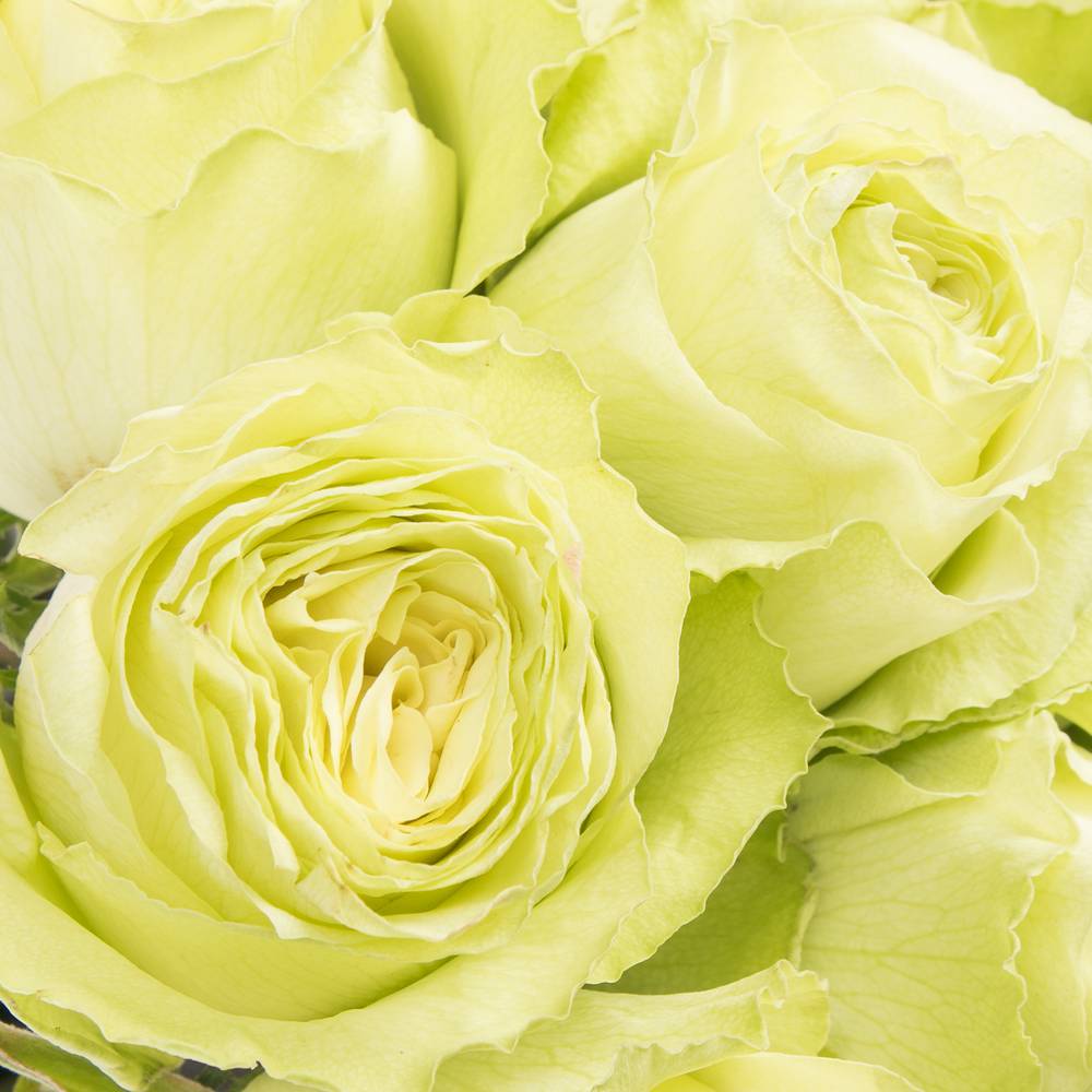 Rose grün Lemonade (Ec) 50cm