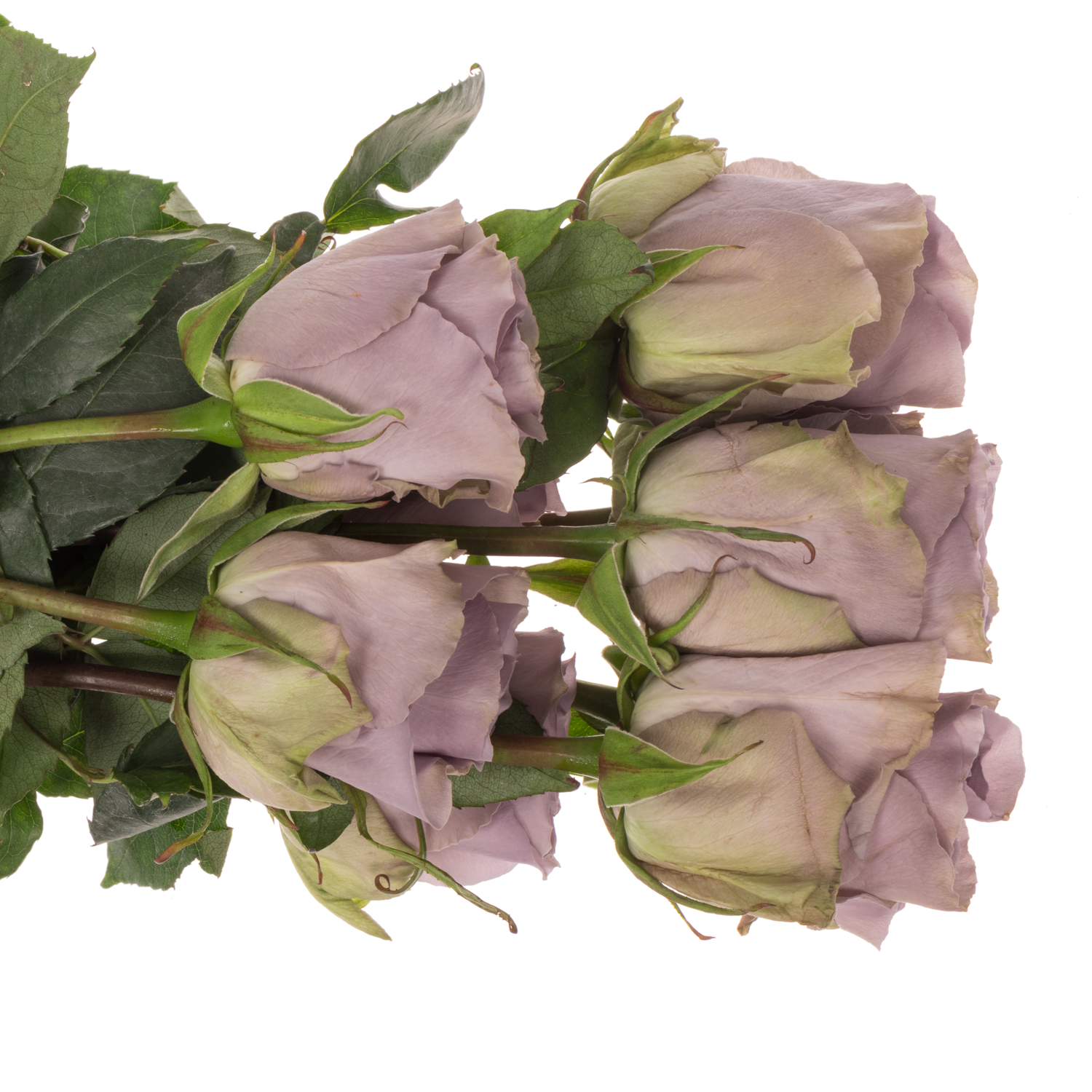 Rose milka Shocking Blue (Ec) 70cm X10