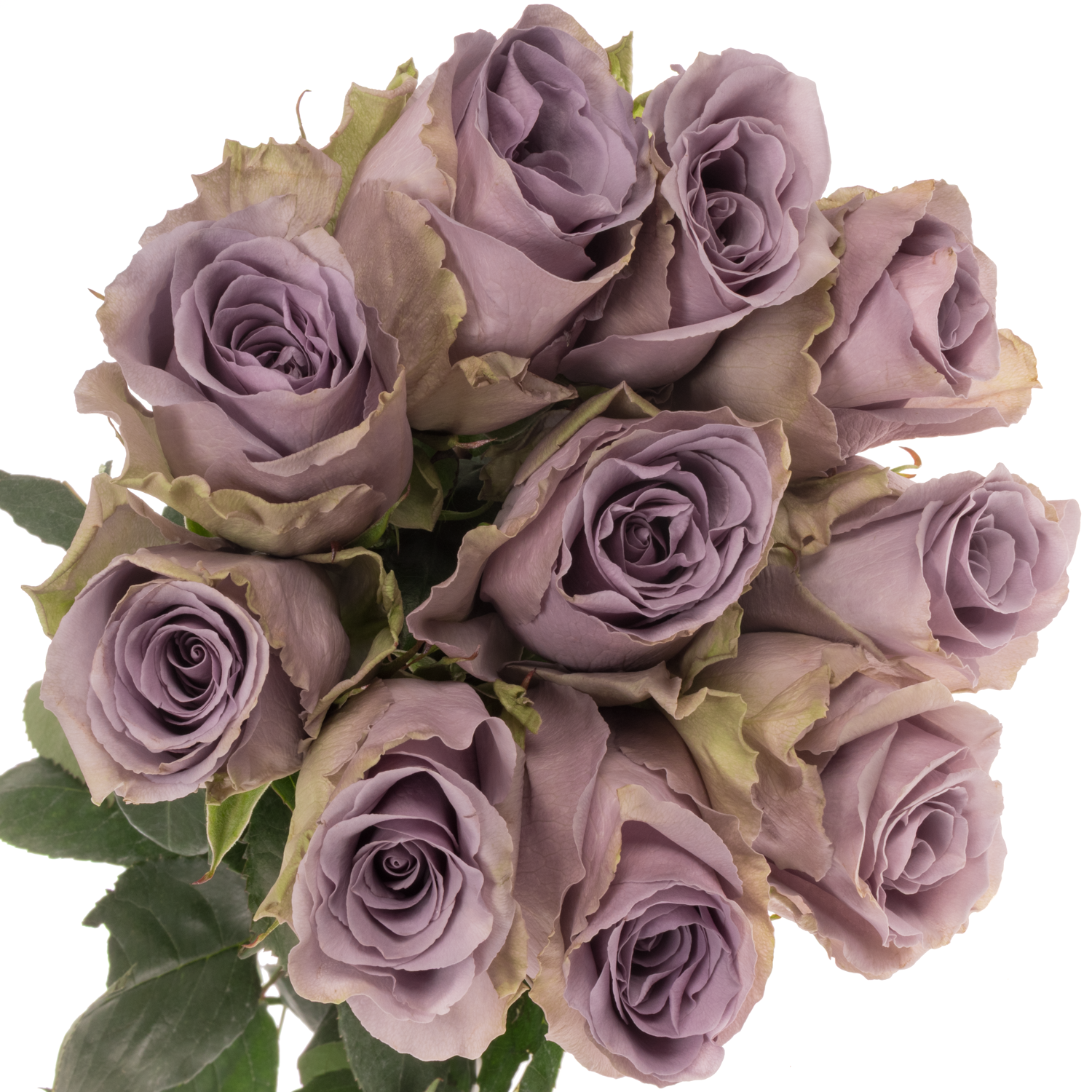 Rose milka Shocking Blue (Ec) 70cm X10