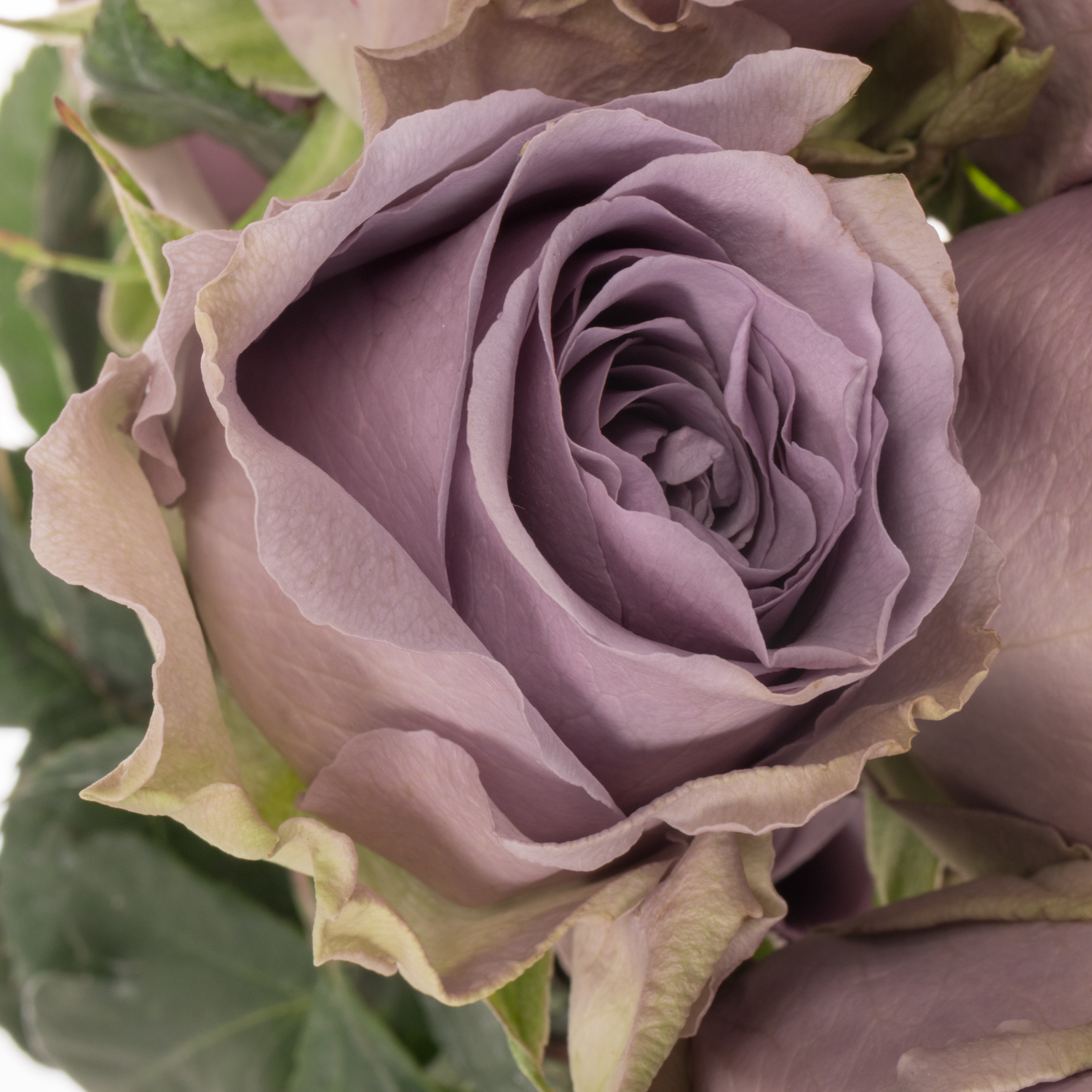 Rose milka Shocking Blue (Ec) 70cm X10