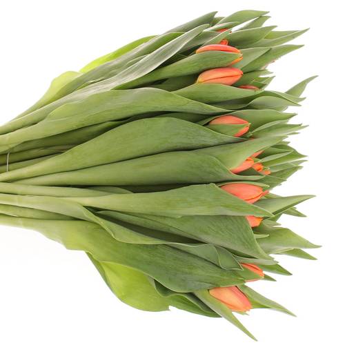 Tulpe orange Time out 38 Gramm