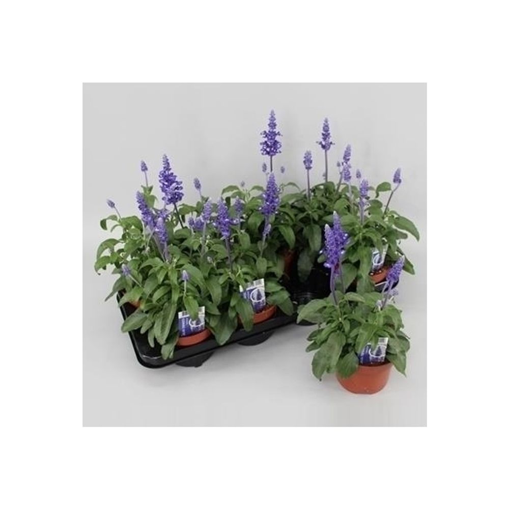 Salvia blau T13 H30