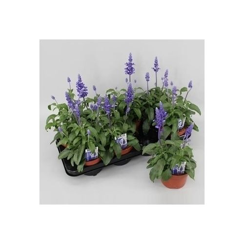 Salvia blau T13 H30