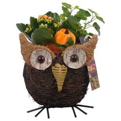 Kal.Arr PTHI5388 Herbst T12 H020