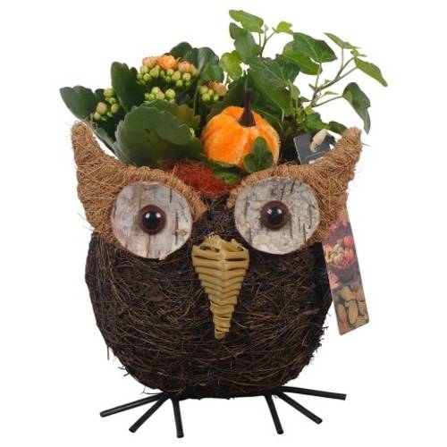Kal.Arr PTHI5388 Herbst T12 H020