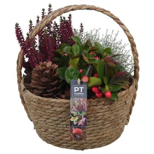 Garten.Arr PTHO4124 Herbst T22 H030