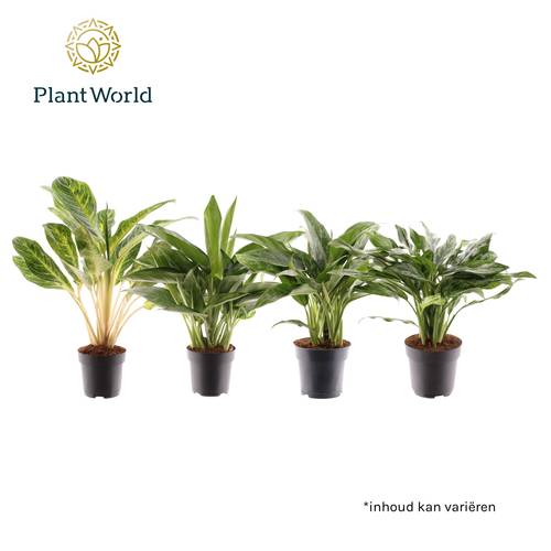 Aglaonema mix T17 H060