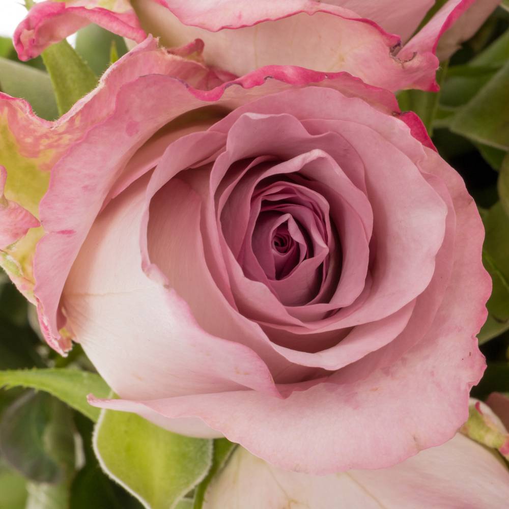 Rose rosa Glamourous 50cm