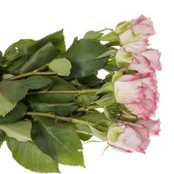 Rose rosa Glamourous 50cm