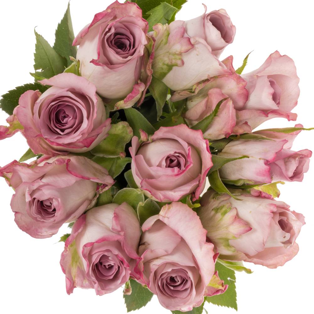 Rose rosa Glamourous 50cm