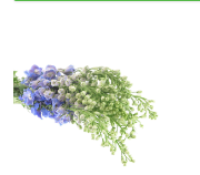 Delphinium dunkel blau Guard 110cm