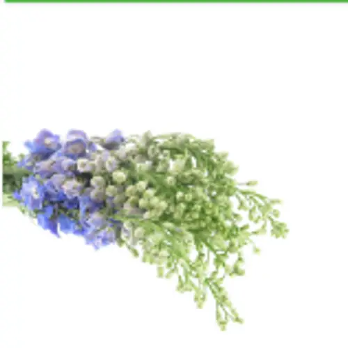 Delphinium dunkel blau Guard 110cm