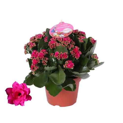 Kal.Gef.lila Gardenlina T15 H027