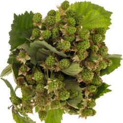 Brombeere grün Am Stiel 40cm