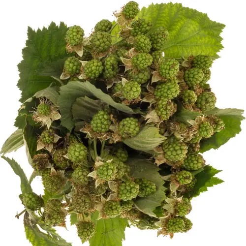 Brombeere grün Am Stiel 40cm