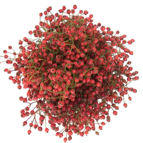 Hagebutte rot Autumn Joy 30cm