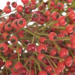 Hagebutte rot Autumn Joy 30cm