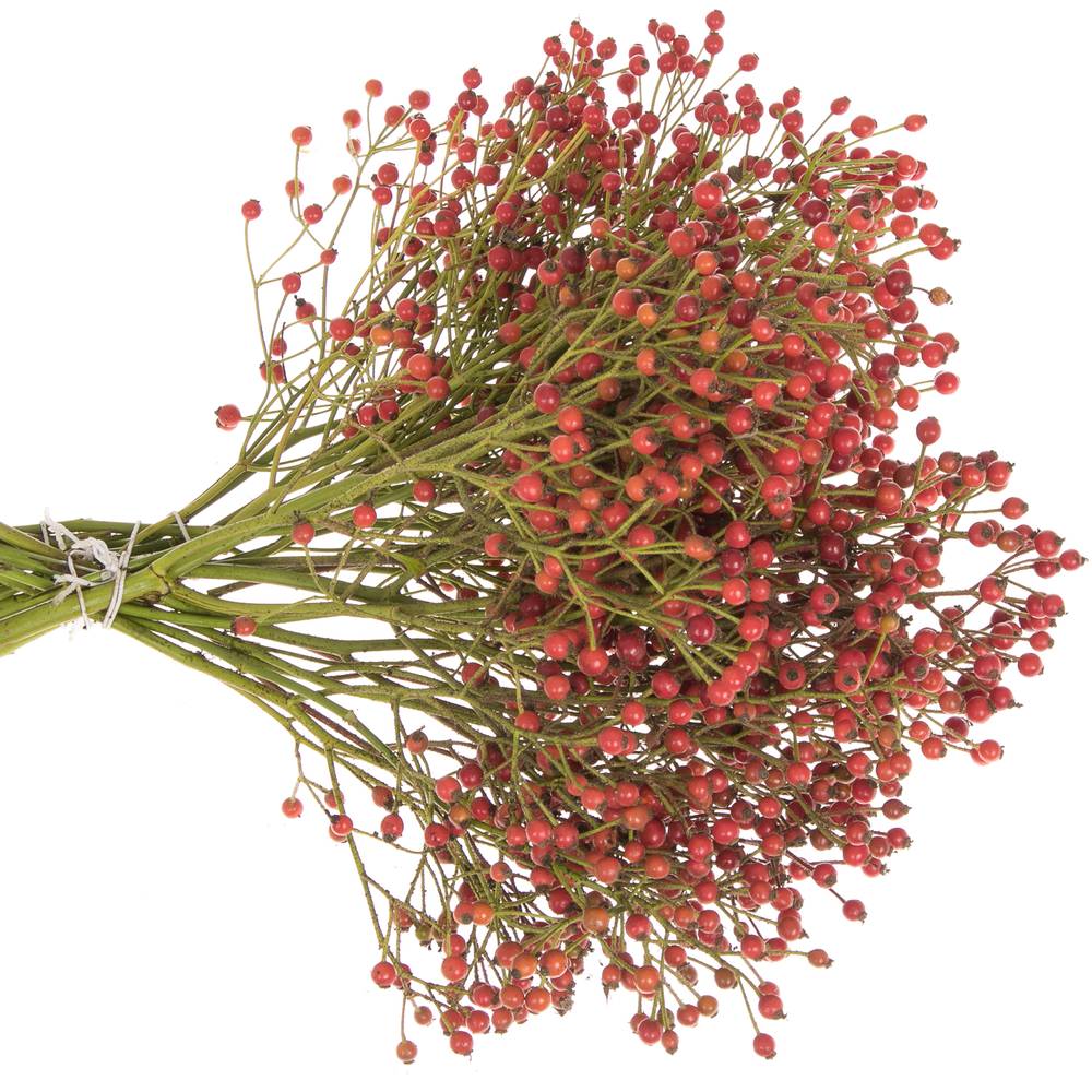 Hagebutte rot Autumn Joy 30cm