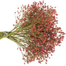 Hagebutte rot Autumn Joy 30cm