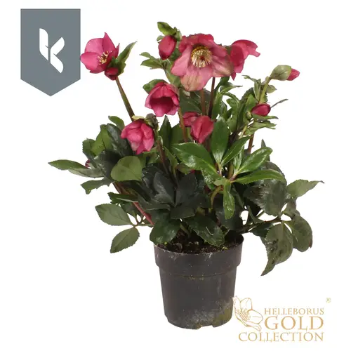 Helleborus HGC Winter Ballet rot Grossbl. T15 H050