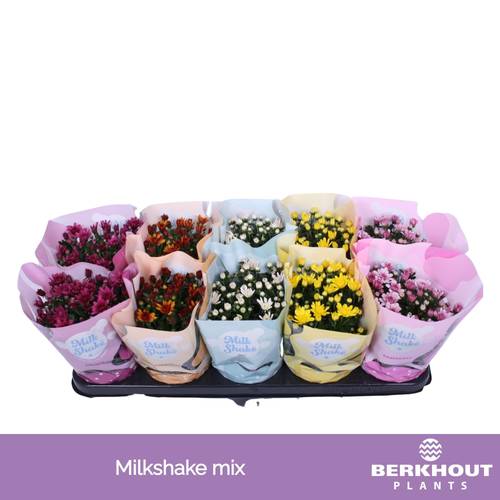 Chrysantheme mix Milkshake T12 H023