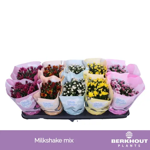 Chrysantheme mix Milkshake T12 H023