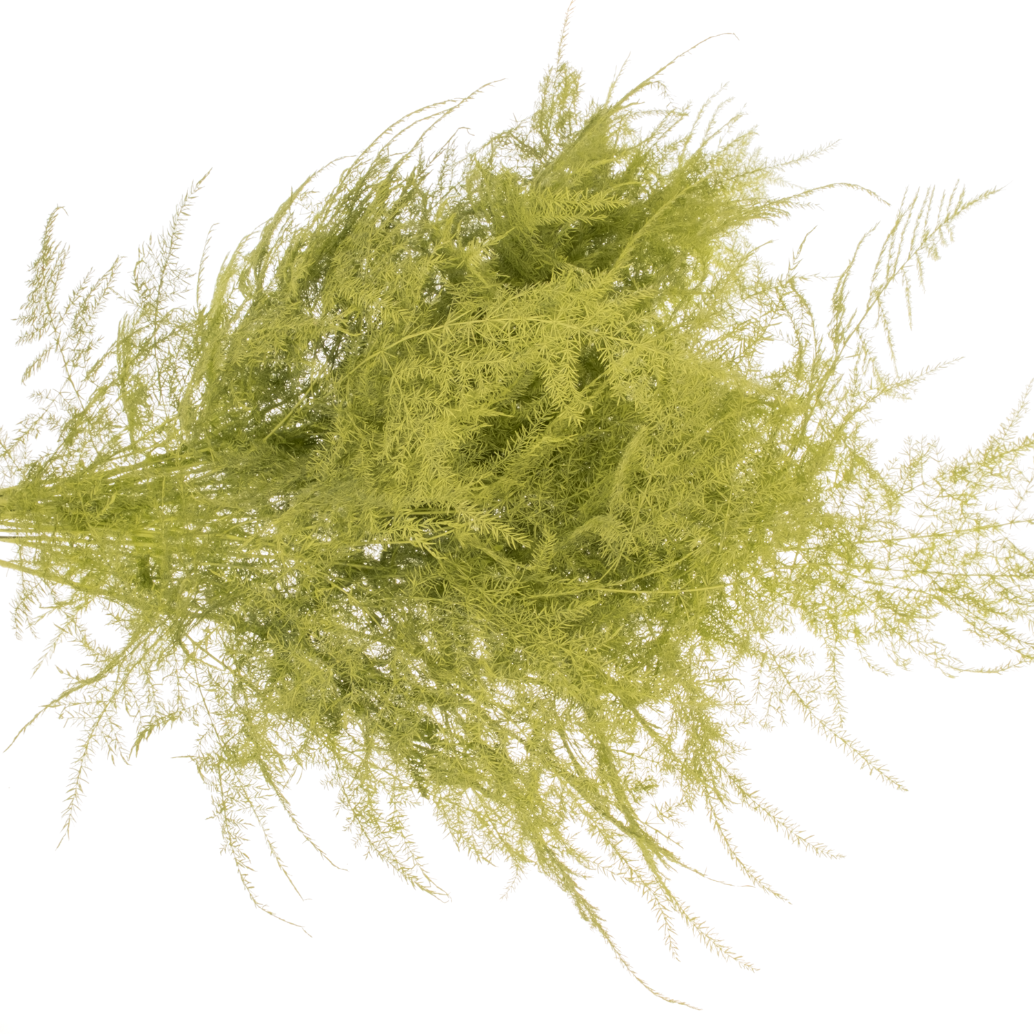 Plumosus mint grün gefärbt 45cm (x25)