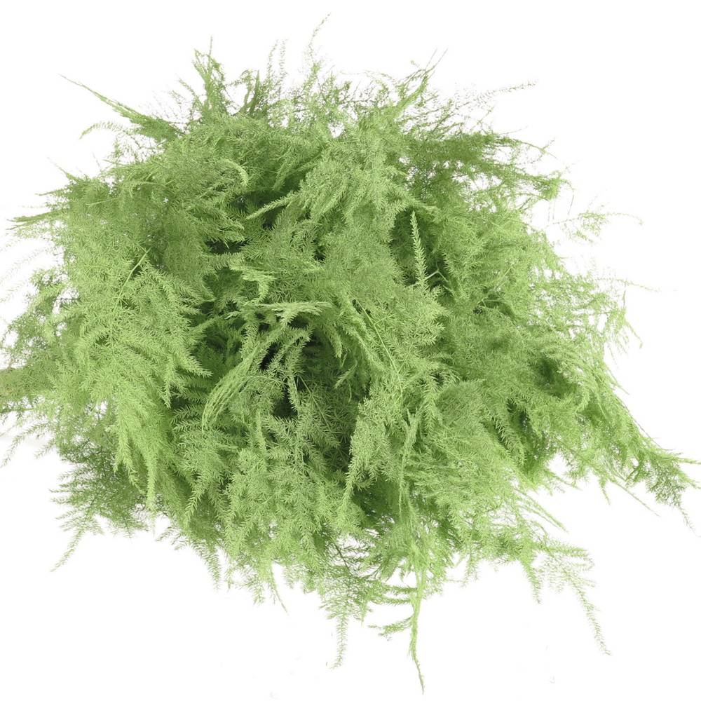 Plumosus mint grün gefärbt 45cm (x25)