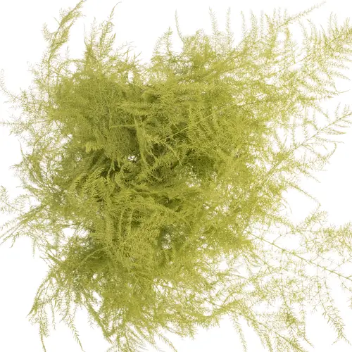 Plumosus mint grün gefärbt 45cm (x25)