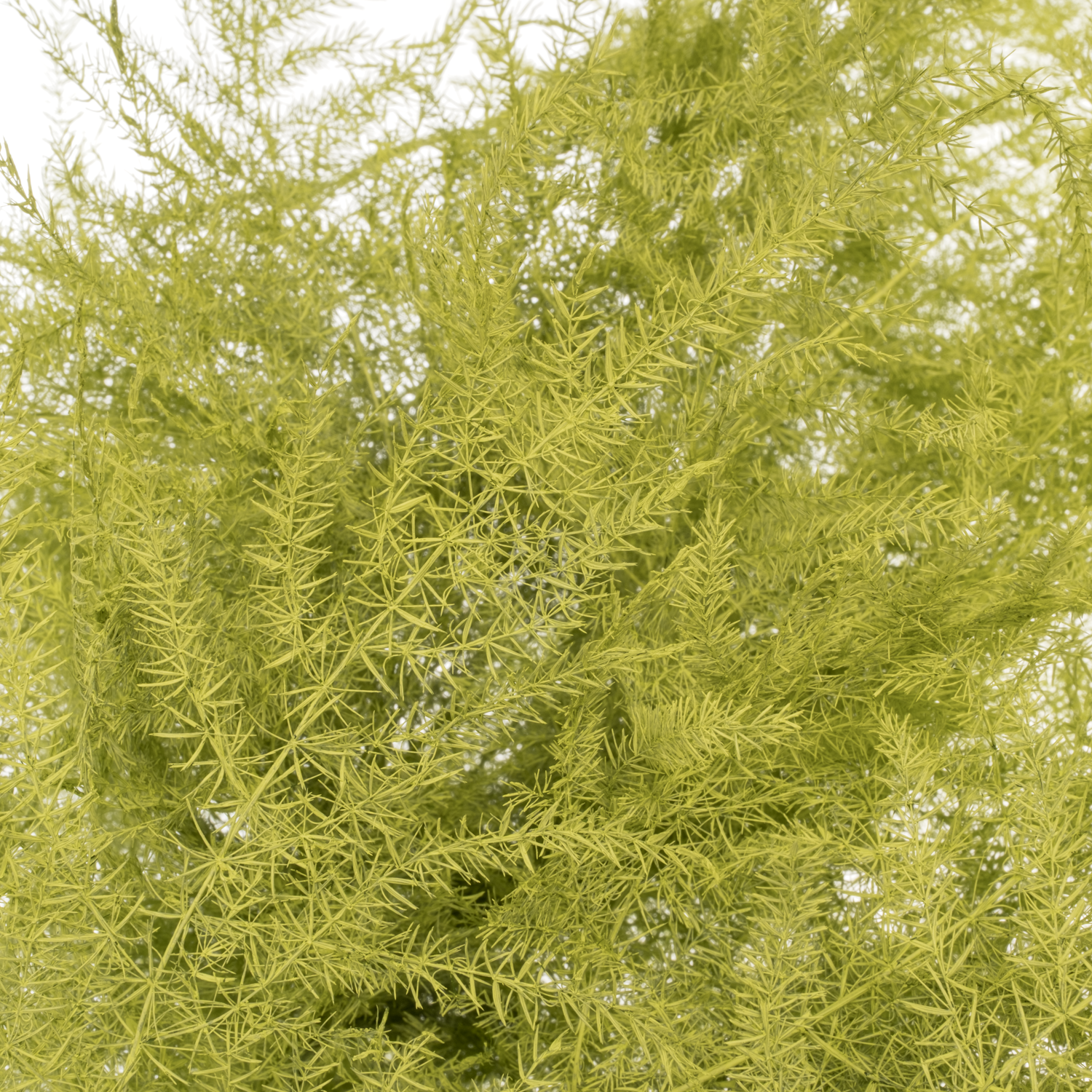 Plumosus mint grün gefärbt 45cm (x25)